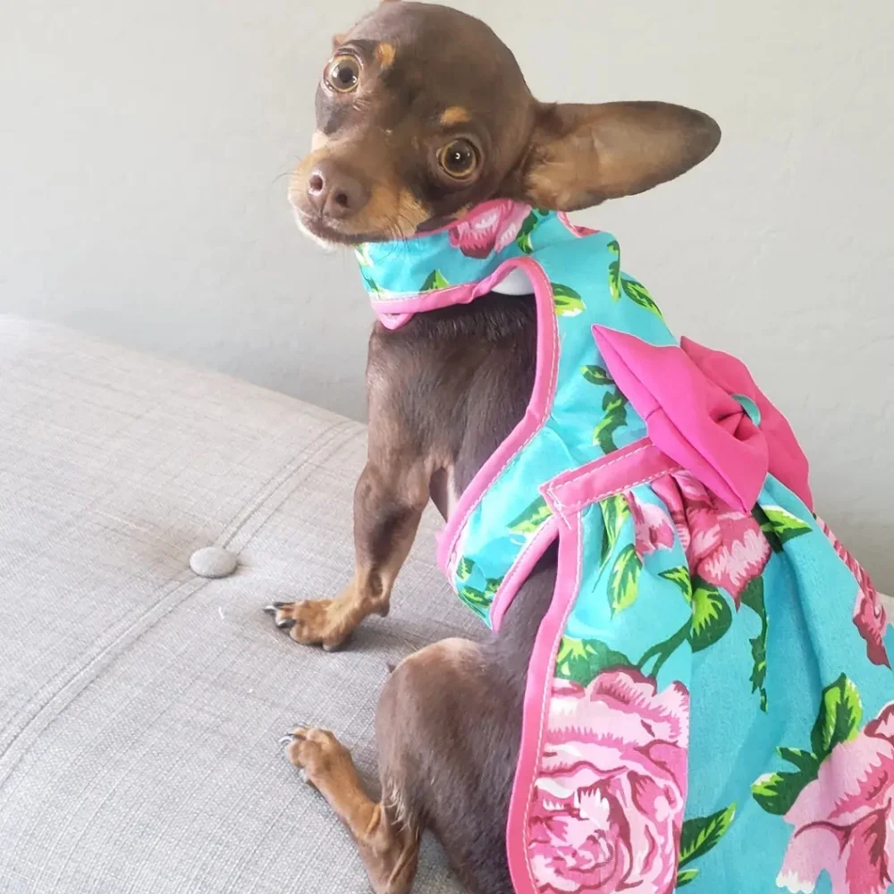 Dog and cat panchos